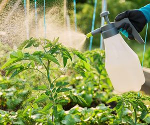 Oprysk z mleka na pomidory: naturalna broń na choroby i szkodniki