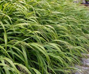 Hakonechloa macra