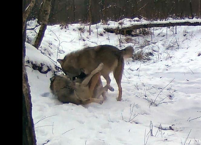Wilki bawią się beztrosko w lesie pod Częstochową