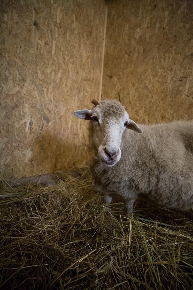 Weterynarze wycięli guzy owcy Helence