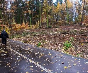 Wielka wycinka w Lesie Arkońskim