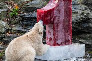 Kazirodztwo w berlińskim zoo. Mama i tata niedźwiedzicy Herty to rodzeństwo