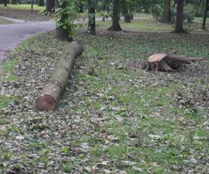 Połamane drzewa w Parku Miejskim w Kielcach po nawałnicy