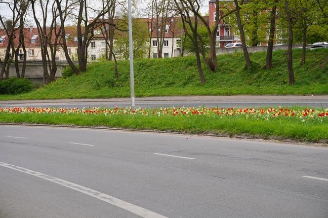 Dywan kwiatów na Gontyny