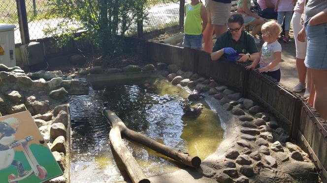 Światowy Dzień Żółwia