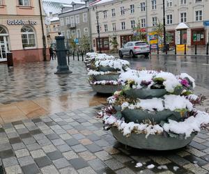 Pierwszy śnieg w tym sezonie! Lublin jest ukryty pod zimową pierzynką 