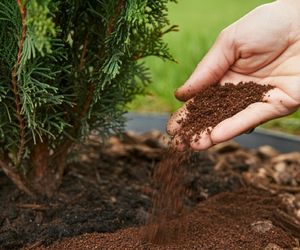 Rozsypuję 10 cm od tui już na początku maja, a drzewka są soczyście zielone przez cały sezon. Rosną jak na drożdżach. Naturalny nawóz do tui na wiosnę 