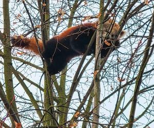 Panda, która uciekła z poznańskiego ZOO