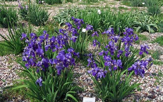 Ogród Botaniczny w Powsinie