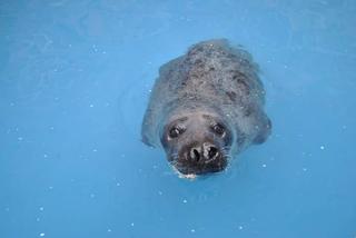 FOKI NIE CHCĄ  DAĆ SIĘ ZBADAĆ.
