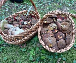 Taaaakie grzybobranie w Świetokrzyskiem. Królują borowiki szlachetne i ceglastopore