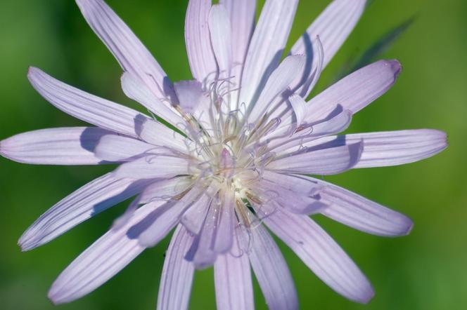 Sałata trwała  - Lactuca perennis
