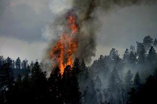 Bełchatów: Mamy najwyższy, III stopień zagrożenia pożarowego! W lasach sucho jak pieprz!  