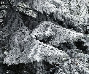 Pierwszy śnieg w Bieszczadach