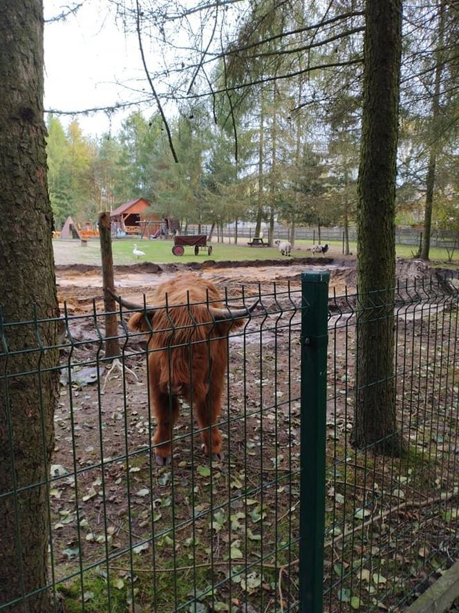 Nutrie w Rybniku są już odławiane