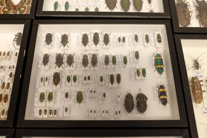 I Międzynarodowy Dzień Wymiany Owadów i Targi Entomologiczne w Bytomiu