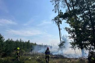 Pożar lasu w Nędzy