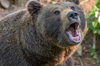 Ostrzeżenie przed niedźwiedziem! W Małopolsce wydano ważny komunikat