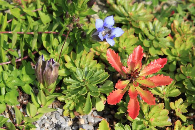 Goryczka siedmiodzielna - Gentiana septemfida
