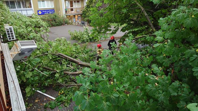 Powalone drzewo po burzy