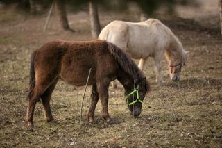 Konie po przejściach znalazły azyl w Fundacji Ada w Przemyślu [WIDEO, GALERIA]