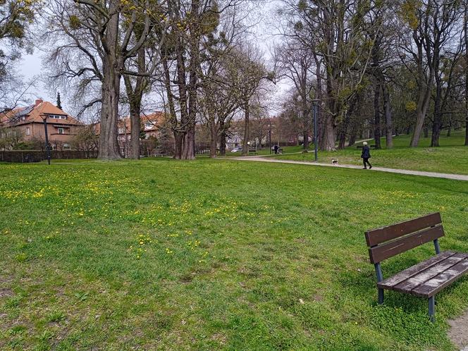 Wiosna w Gdańsku. Kwitną pierwsze drzewa i kwiaty. Zobaczcie nasze zdjęcia!