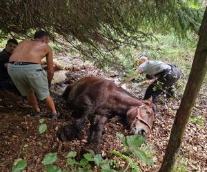 Nietypowe interwencje służb. Strażacy-ochotnicy uratowali stado koni, a strażnicy miejscy sarenki