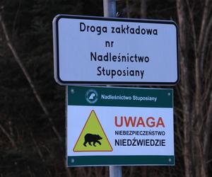 Niedźwiedzie grasują na parkingach. Lasy Państwowe ostrzegają