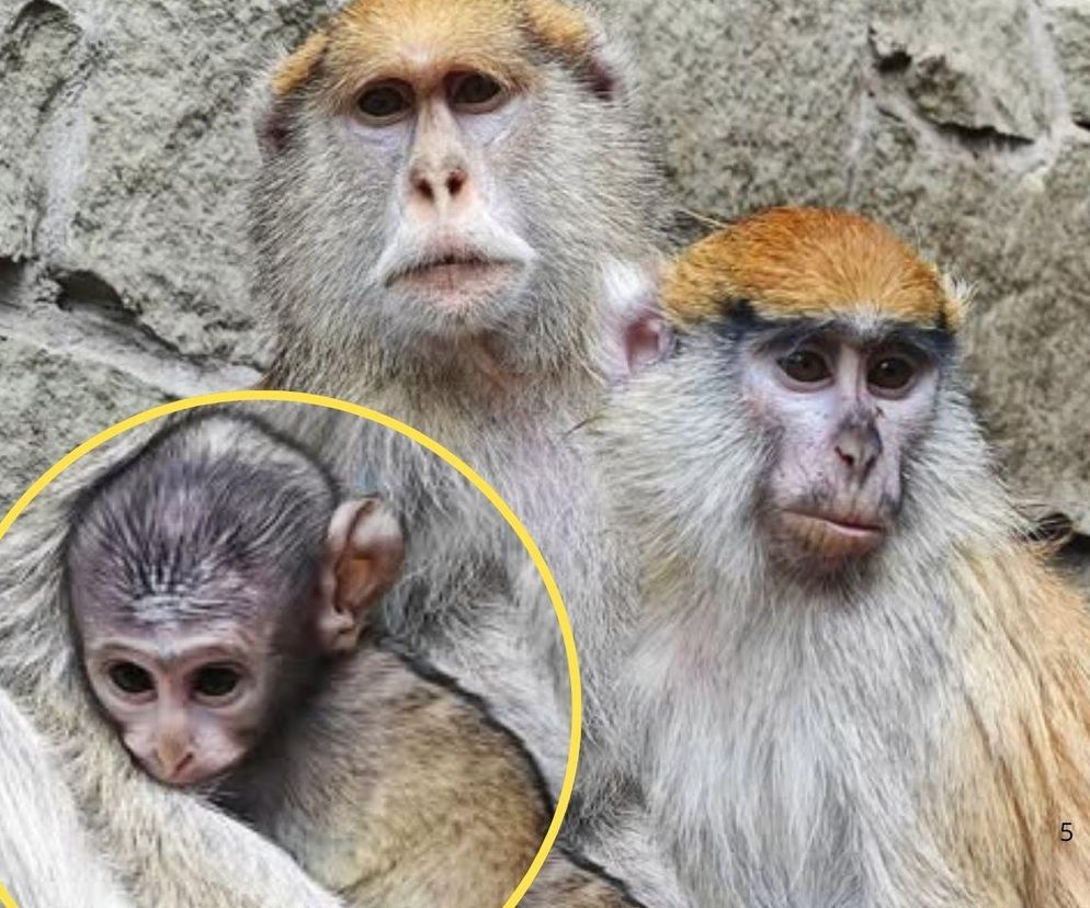 W ZOO Chorzów na świat przyszły dwa urocze patasy