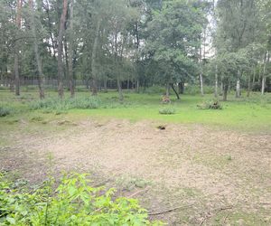 Zaglądamy do mieszkańców bydgoskiego ZOO. Kto mieszka w sercu Myślęcinka?