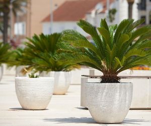 Egzotyczny cykas w domu: jak go pielęgnować?