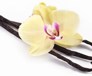 Wanilia (przyprawa) - właściwości, pochodzenie i zastosowanie w kuchni