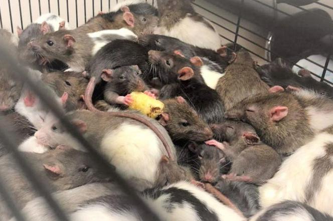 Przechwycono 130 szczurów