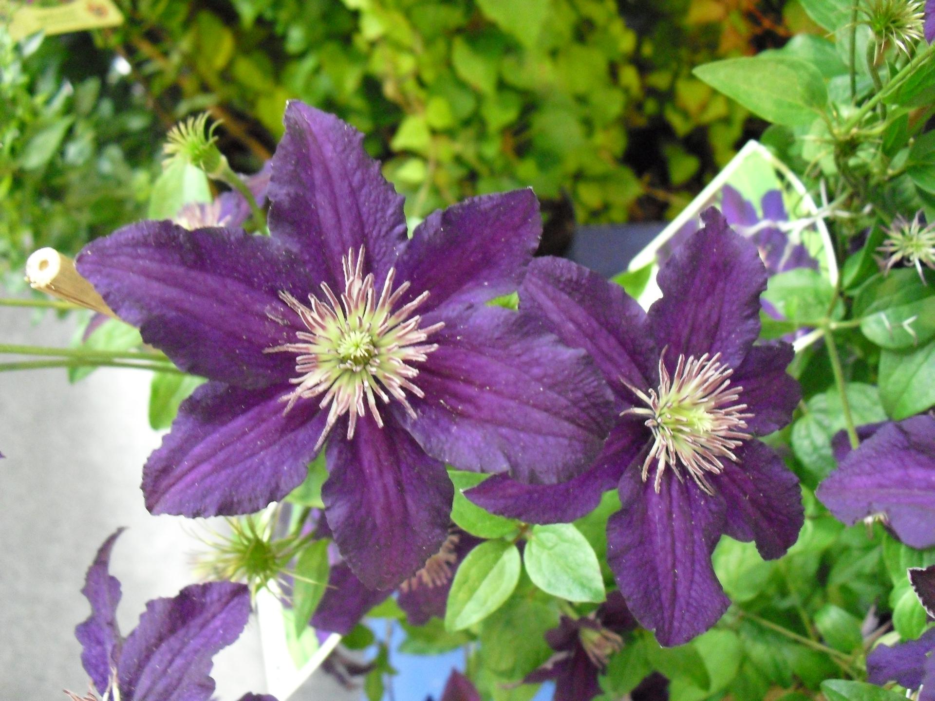 Powojnik wielkokwiatowy 'Rasputin' - Clematis 'Rasputin' - Urzadzamy.pl