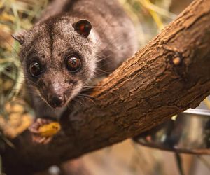 Nocny akrobata z Indonezji zamieszkał we Wrocławiu! Poznajcie nowego lokatora Zoo