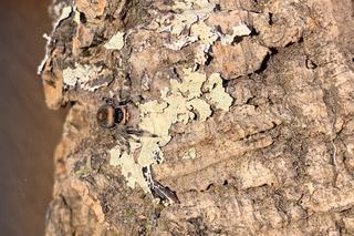 Student z Bydgoszczy z wyjątkową pasją. W pokoju ma jak w tropikach, bo tak lubią jego egzotyczne zwierzęta. 