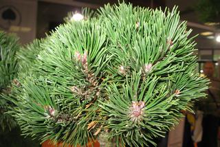 Sosna górska (kosodrzewina) 'Sherwood Compact' - Pinus mugo 'Sherwood Compact'