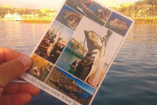 Rekordowy rekin na Gozo - fot. Sputnik Team