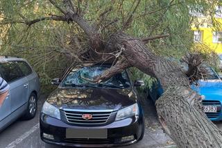 Gwałtowna burza nad Dolnym Śląskiem. Gradobicie, ulewa i mnóstwo zniszczeń