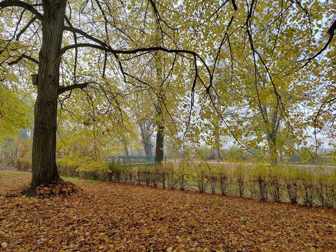 Zamojski Park jesienią