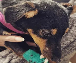Skatowany w Szczuczynie pies żyje i ma się coraz lepiej. Suczka opuściła szpital