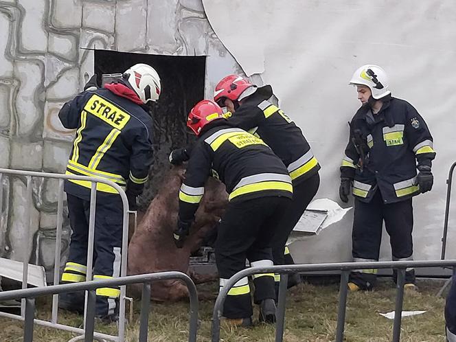 Wypadek ciężarówki przewożącej świnie w Wierzbicy koło Serocka