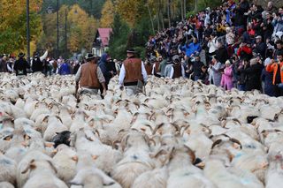 Owce opanowały Szczawnicę. Tak wyglądał redyk jesienny w małopolskim uzdrowisku