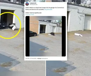 Niedźwiedź włamał się do cukierni. Ukradł i pożarł 60 babeczek!