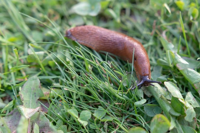 Sposób na ślimaki w ogrodzie