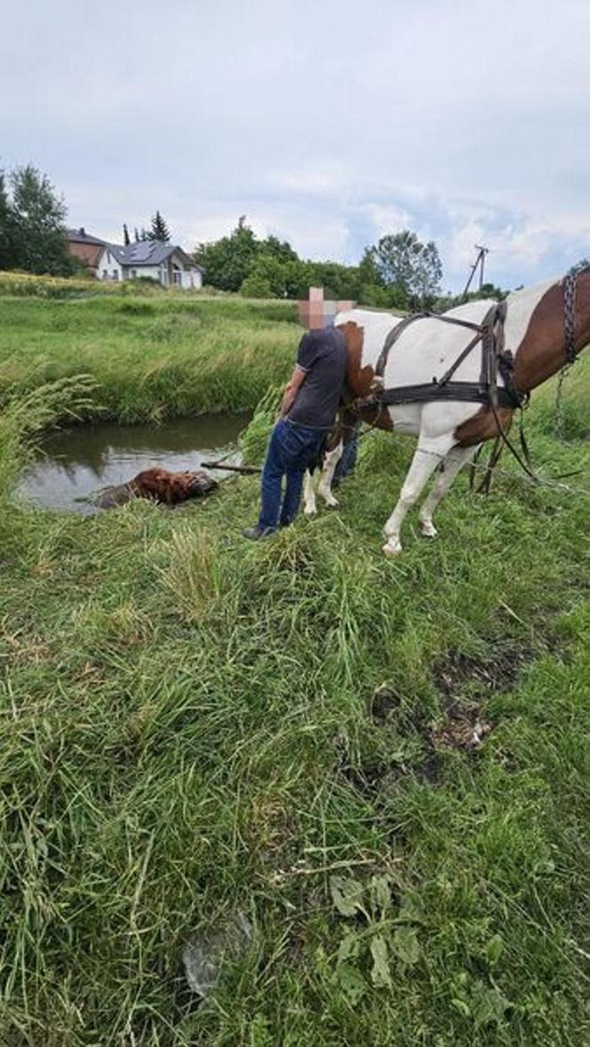Koń wpadł do rzeki w Zamościu. Wystawała tylko głowa
