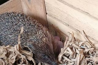 Straż miejska odebrała poród u jeża. Nietypowa interwencja w Elblągu [ZDJĘCIA]