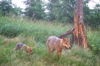 Młode wilki w lesie pod Wałbrzychem. Nagrała je fotopułapka [NAGRANIE] 