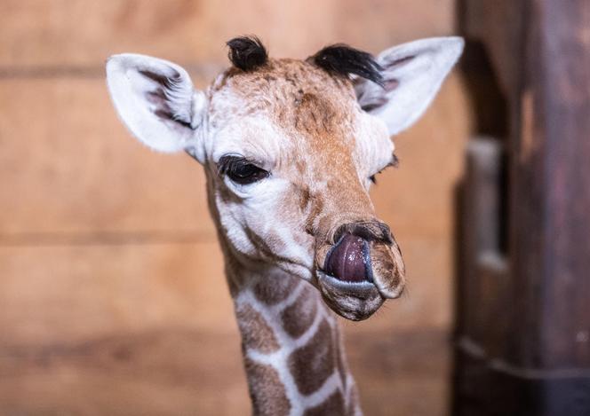 Mała żyrafa w zoo we Wrocławiu. Zobacz, jak poradziła sobie na swojej pierwszej sesji. Prawdziwy słodziak! 