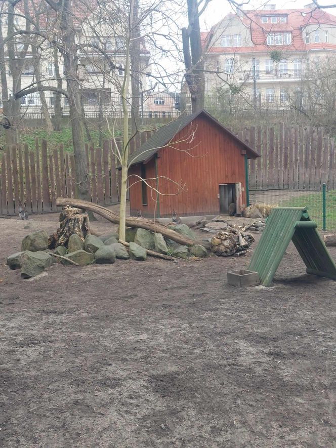 Małe kangurzątka urodziły się w Ogrodzie Zoobotanicznym w Toruniu